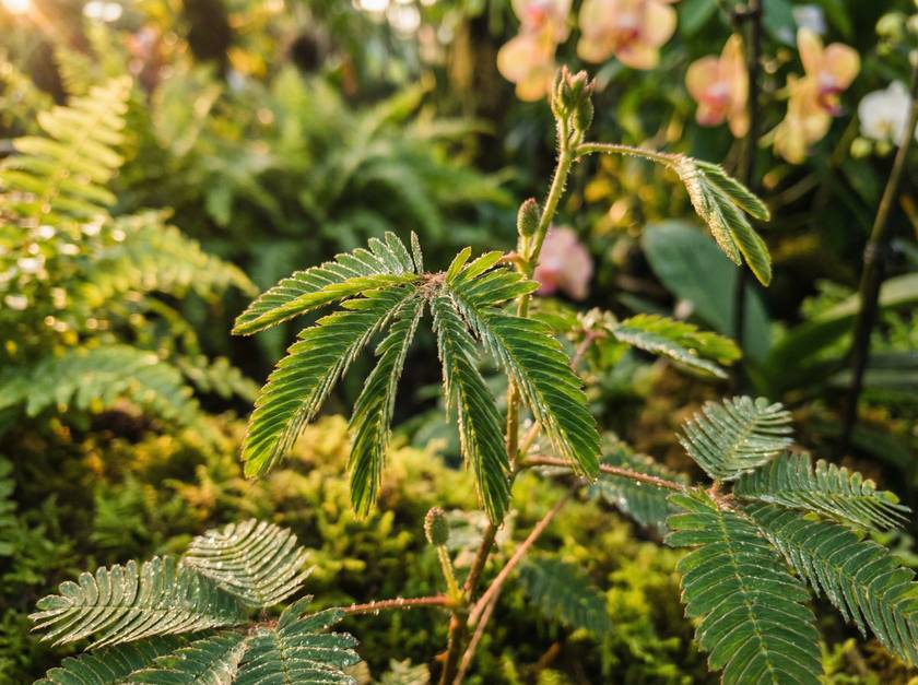 蘑菇视频含羞草视频